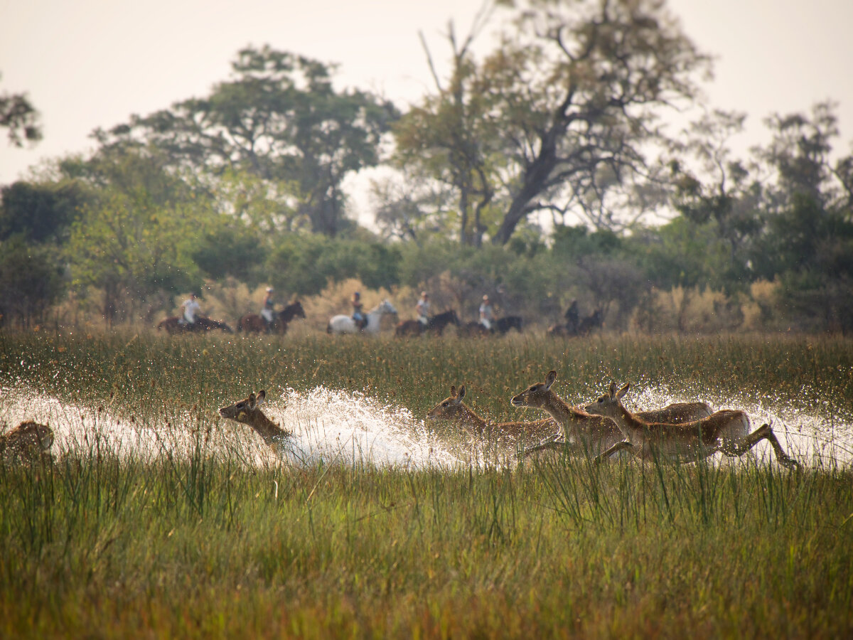 okavango delta horseback safari