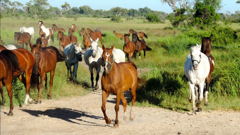 horse riding tours africa